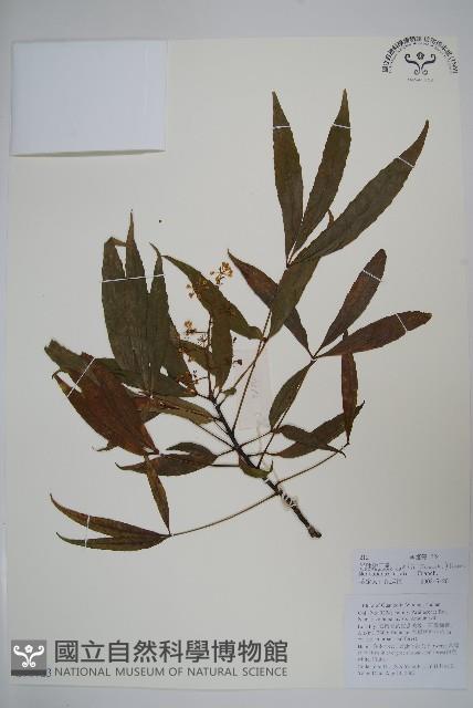 異葉梁王茶藏品圖，第1張