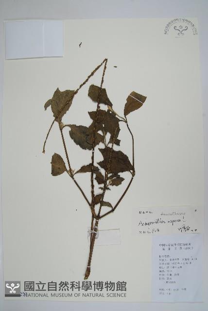 土牛膝藏品圖，第1張