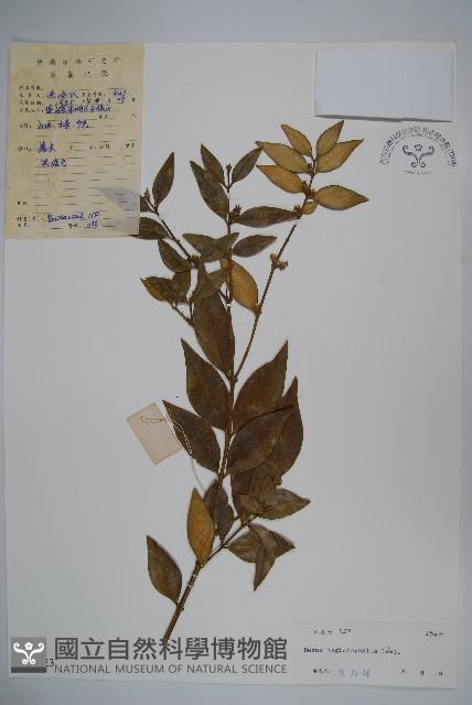 大葉黃楊藏品圖，第1張