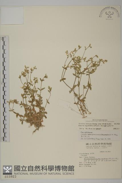 薄葉玉心花藏品圖，第1張