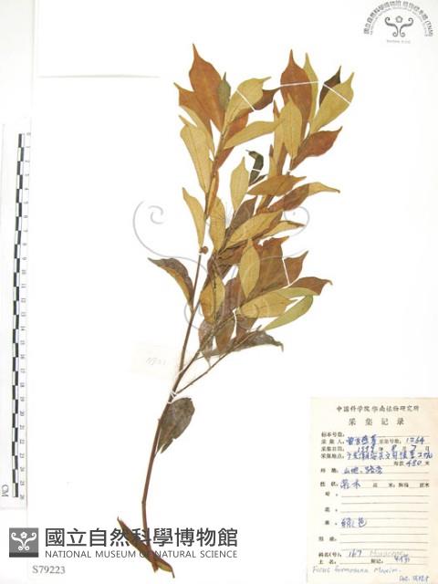 天仙果、臺灣榕藏品圖，第1張