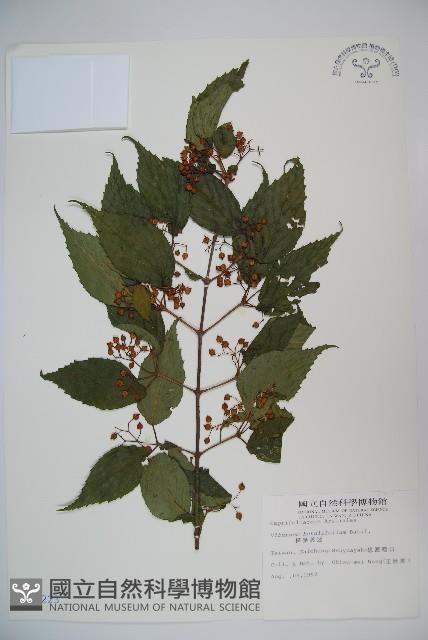 樺葉莢迷、玉山莢迷藏品圖，第1張