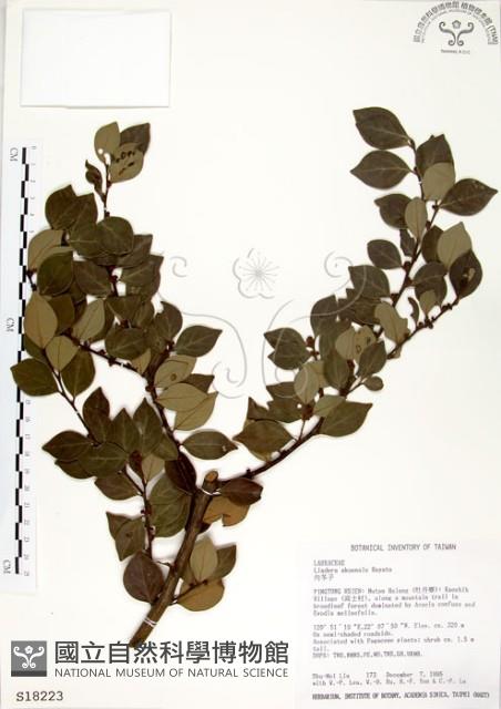 內苳子藏品圖，第1張