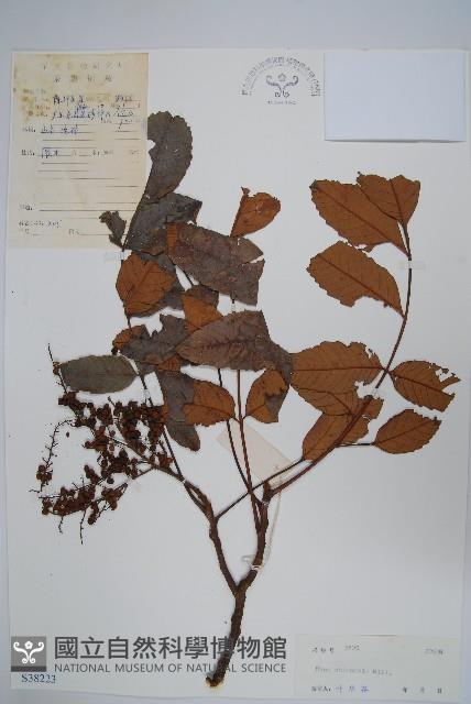 鹽膚木藏品圖，第1張