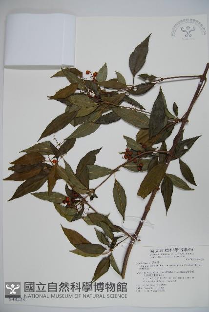 狹葉莢迷藏品圖，第1張