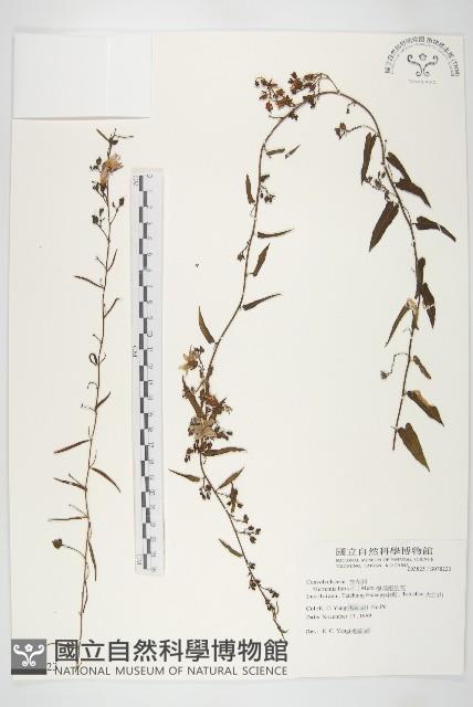 變葉姬旋花藏品圖，第1張