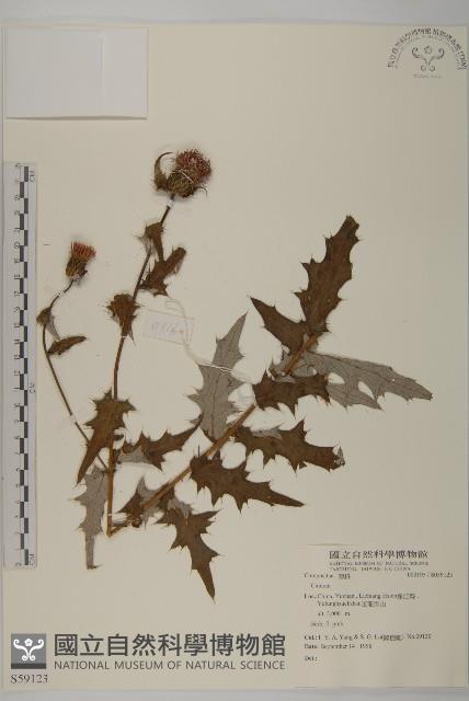 登錄號:S059123藏品圖，第1張