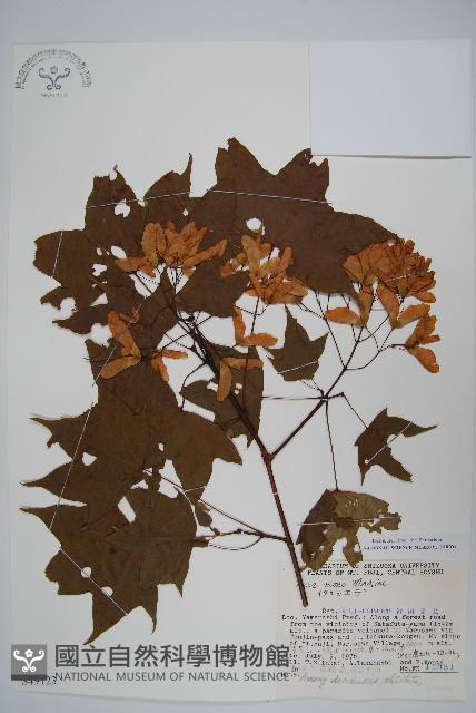 元寶楓, 地錦槭藏品圖，第1張