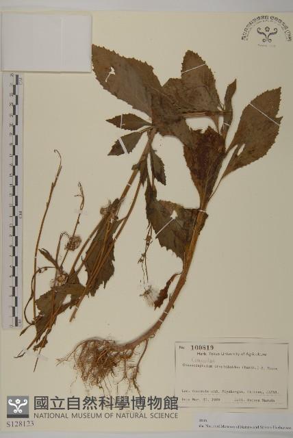 昭和草藏品圖，第1張