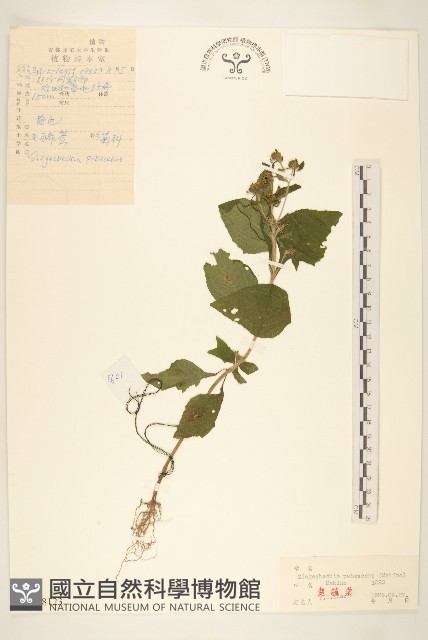 腺梗豨薟藏品圖，第1張