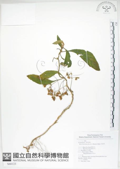 同蕊草、異色線柱苣苔藏品圖，第1張