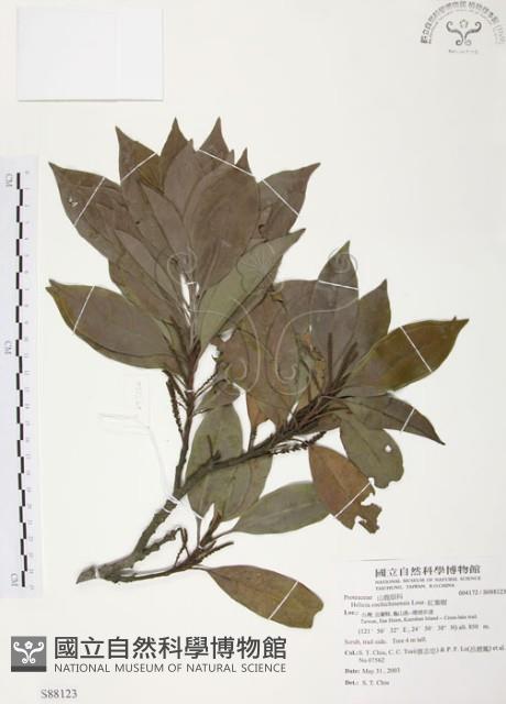 紅葉樹藏品圖，第1張