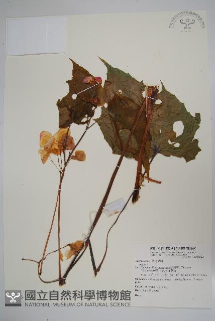 登錄號:S069323藏品圖，第1張