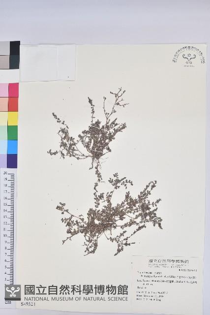 千根草藏品圖，第1張