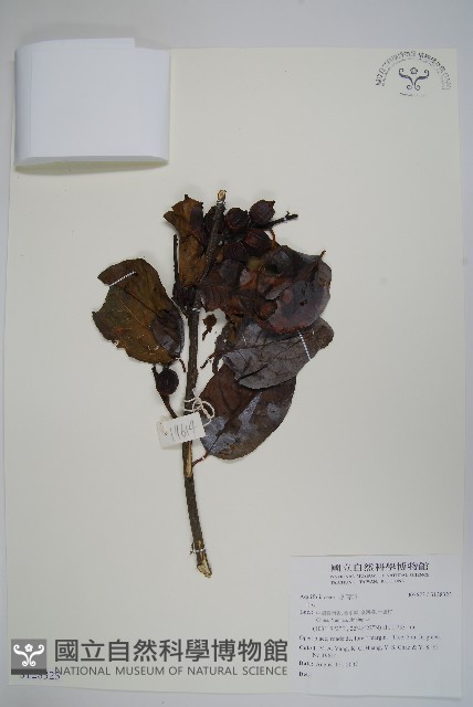 登錄號:S128323藏品圖，第1張