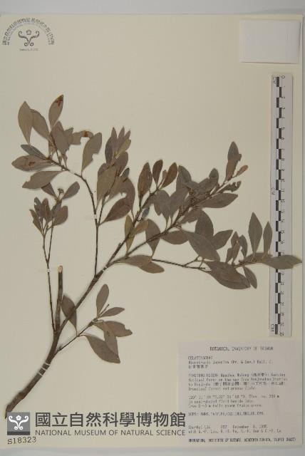 日本賽衛矛、日本假衛矛藏品圖，第1張