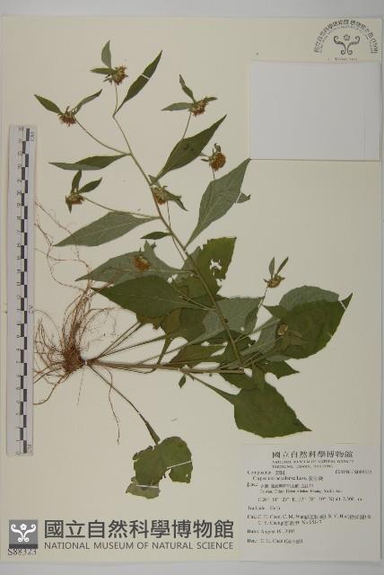 黃金珠藏品圖，第1張