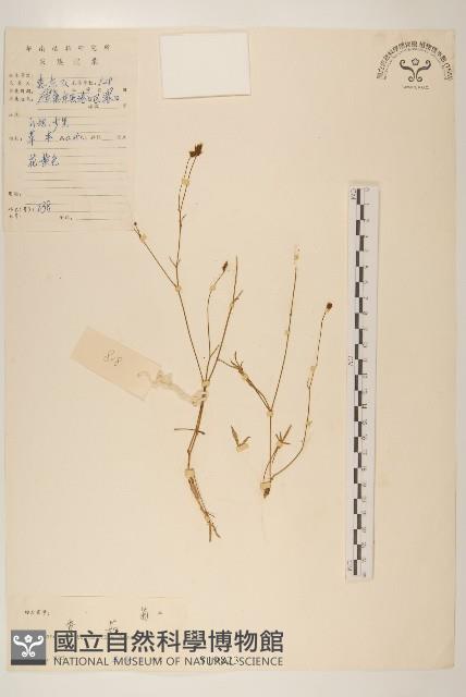 香茹藏品圖，第1張