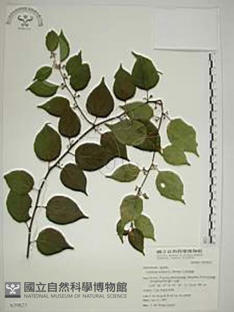 亞洲濱棗藏品圖，第1張