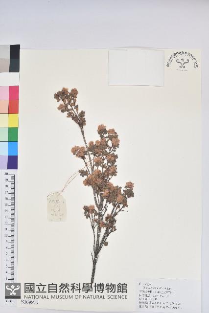 直枝杜鵑藏品圖，第1張