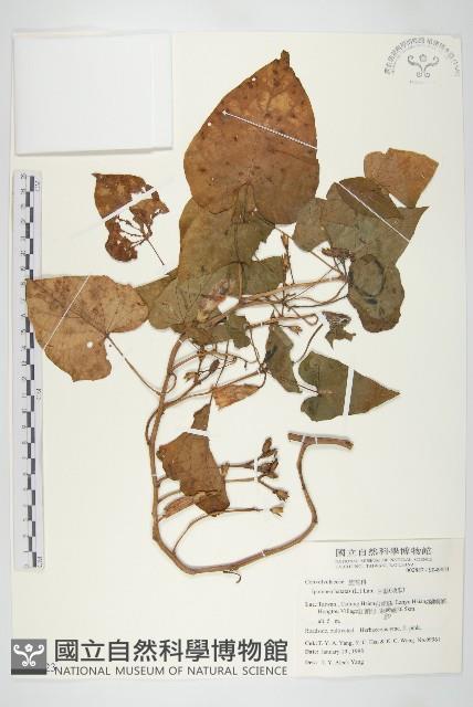 甘藷、地瓜藏品圖，第1張