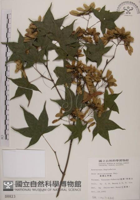 青楓藏品圖，第1張