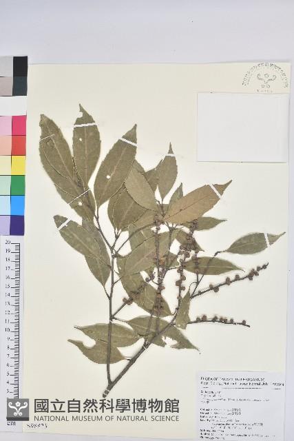 鋸葉長尾栲、白校欑藏品圖，第1張