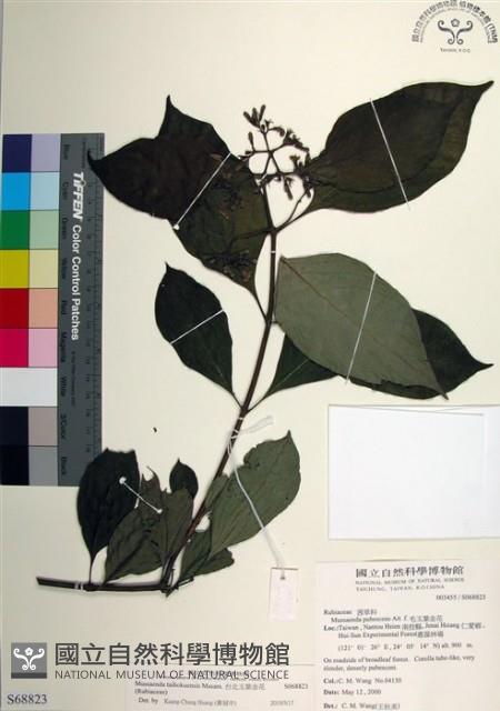 台北玉葉金花藏品圖，第1張