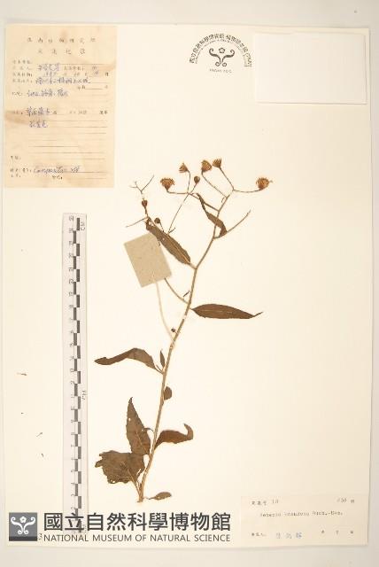 蔓黃菀藏品圖，第1張