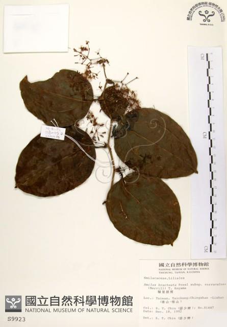 糙莖菝契藏品圖，第1張