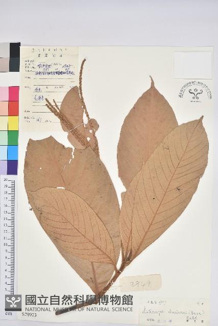 滑皮石櫟藏品圖，第1張