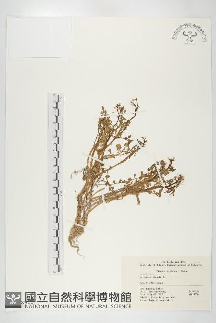 碎米薺藏品圖，第1張