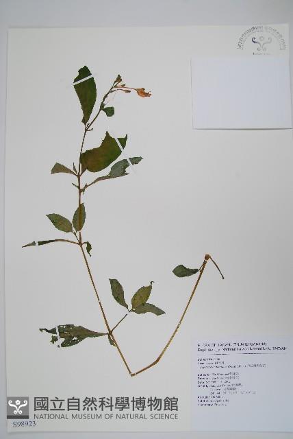 尼氏擬馬偕花藏品圖，第1張