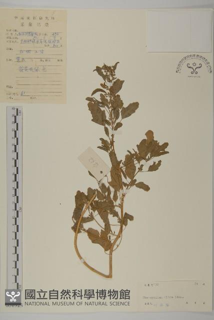 藜、灰藜藏品圖，第1張