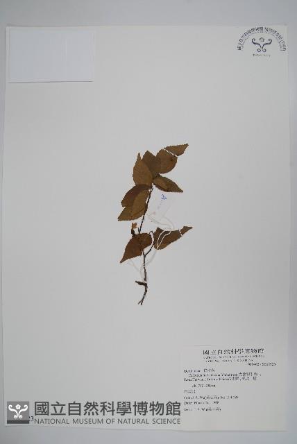 太魯閣千金榆藏品圖，第1張