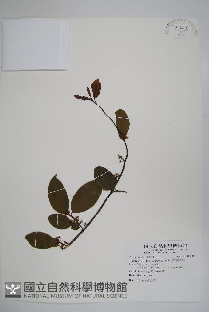 長花厚殼樹藏品圖，第1張
