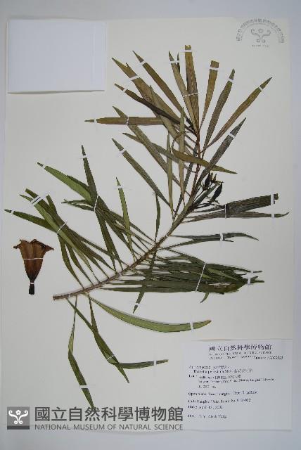 Yellow oleander, Lucky Nut Collection Image, Figure 1, Total 5 Figures