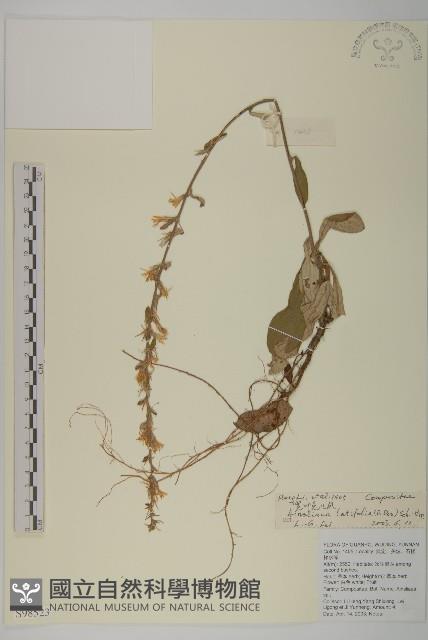 台灣鬼督郵藏品圖，第1張