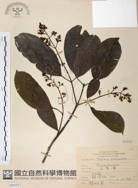 山香圓藏品圖，第1張