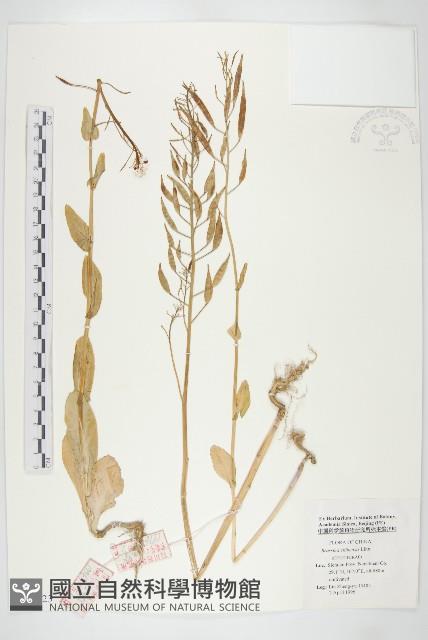 小白菜、不結球白菜藏品圖，第1張