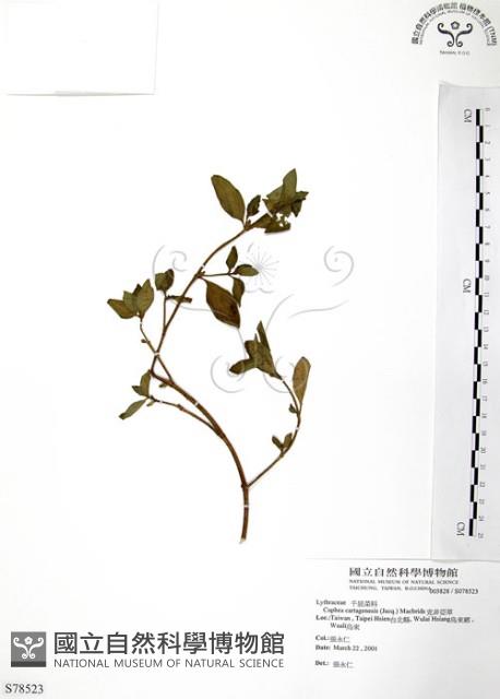 克非亞草藏品圖，第1張