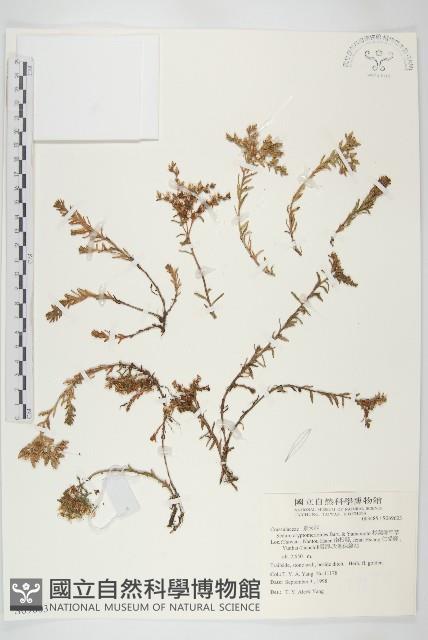 杉葉佛甲草藏品圖，第1張