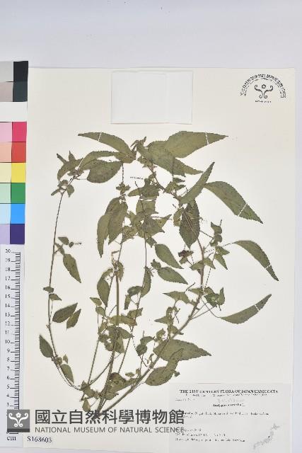 鐵莧菜藏品圖，第1張