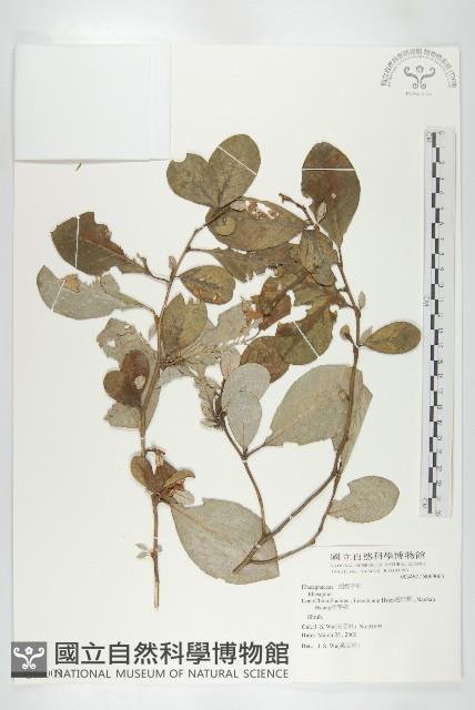 登錄號:S069003藏品圖，第1張