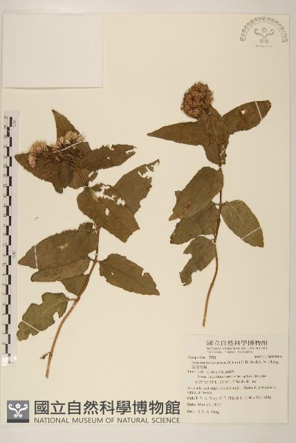 基隆澤蘭藏品圖，第1張