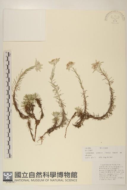 鑽葉火絨草藏品圖，第1張