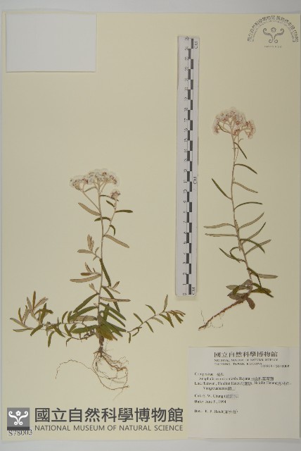 玉山抱莖籟簫藏品圖，第1張