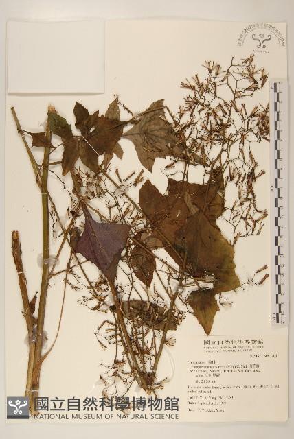 山苦藚、假福王草藏品圖，第1張