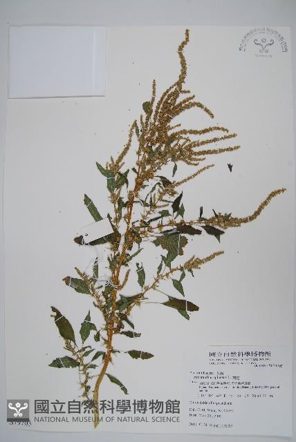 刺莧藏品圖，第1張