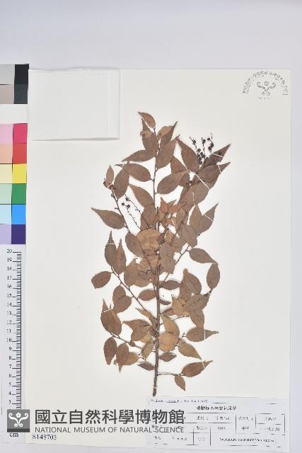 小葉南燭藏品圖，第1張